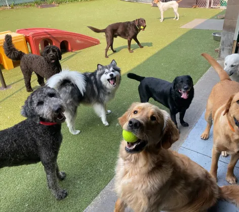 Dogs posing for the camera during day camp.